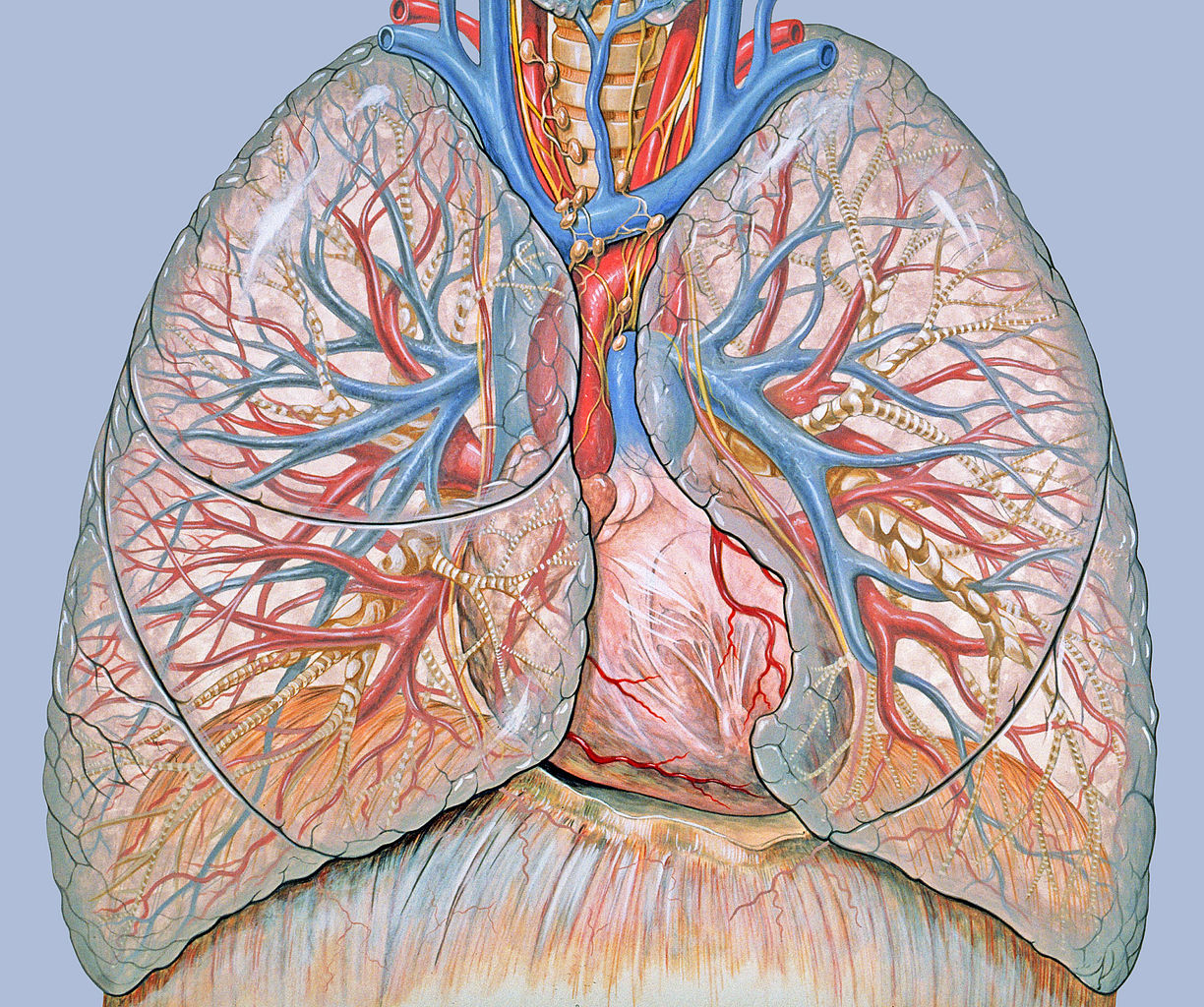 A tüdőrák típusai
