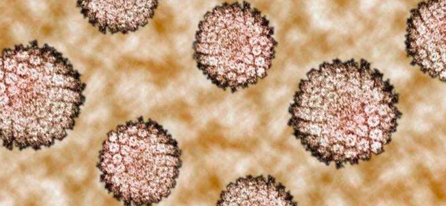 HPV: a méhnyakrák, és a hegyes függöly a nemi szerveken